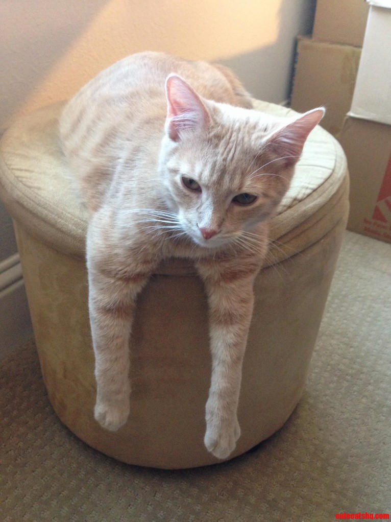 Catnip Hangover