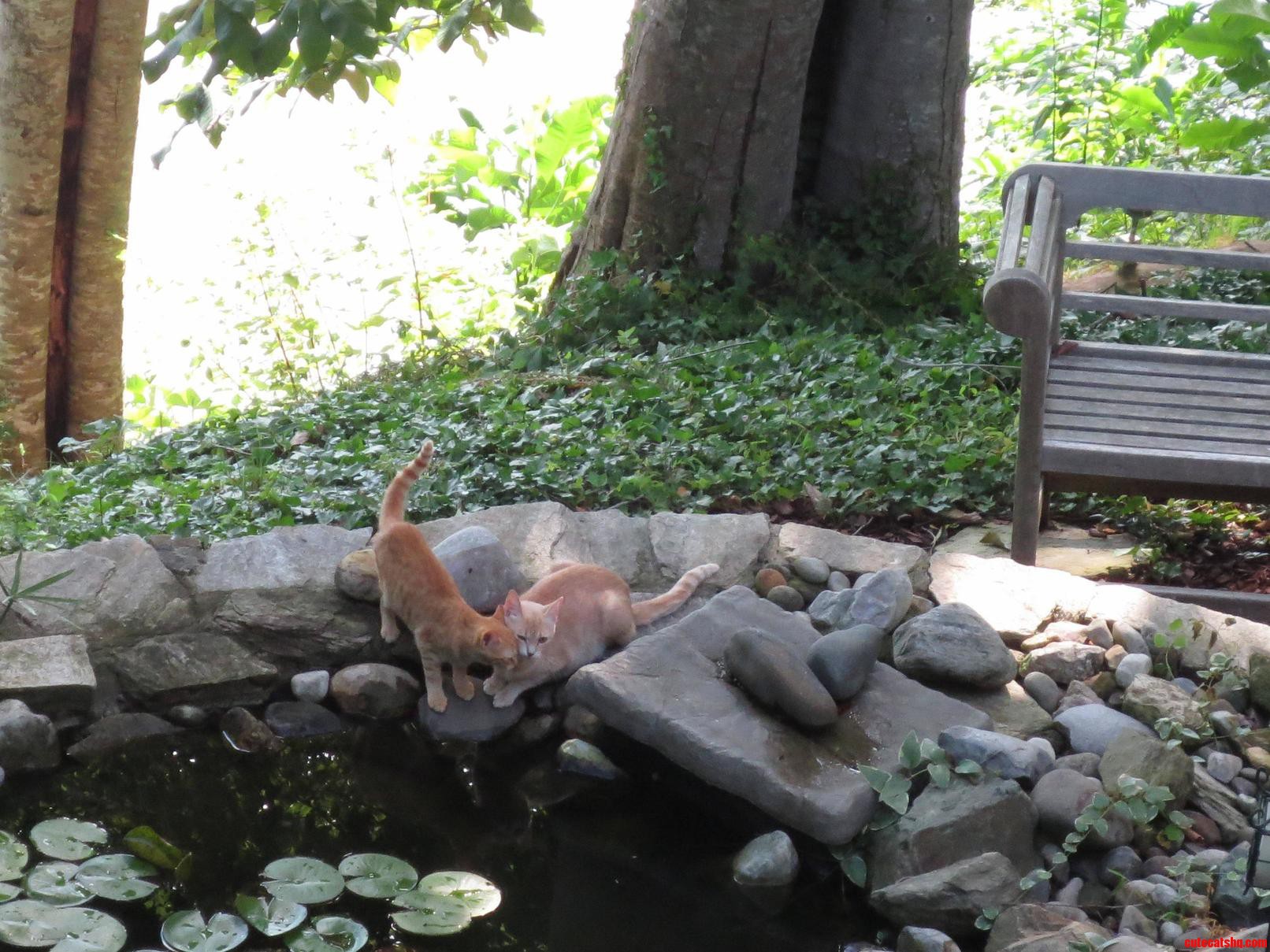 Cats Cuddling by the Pond