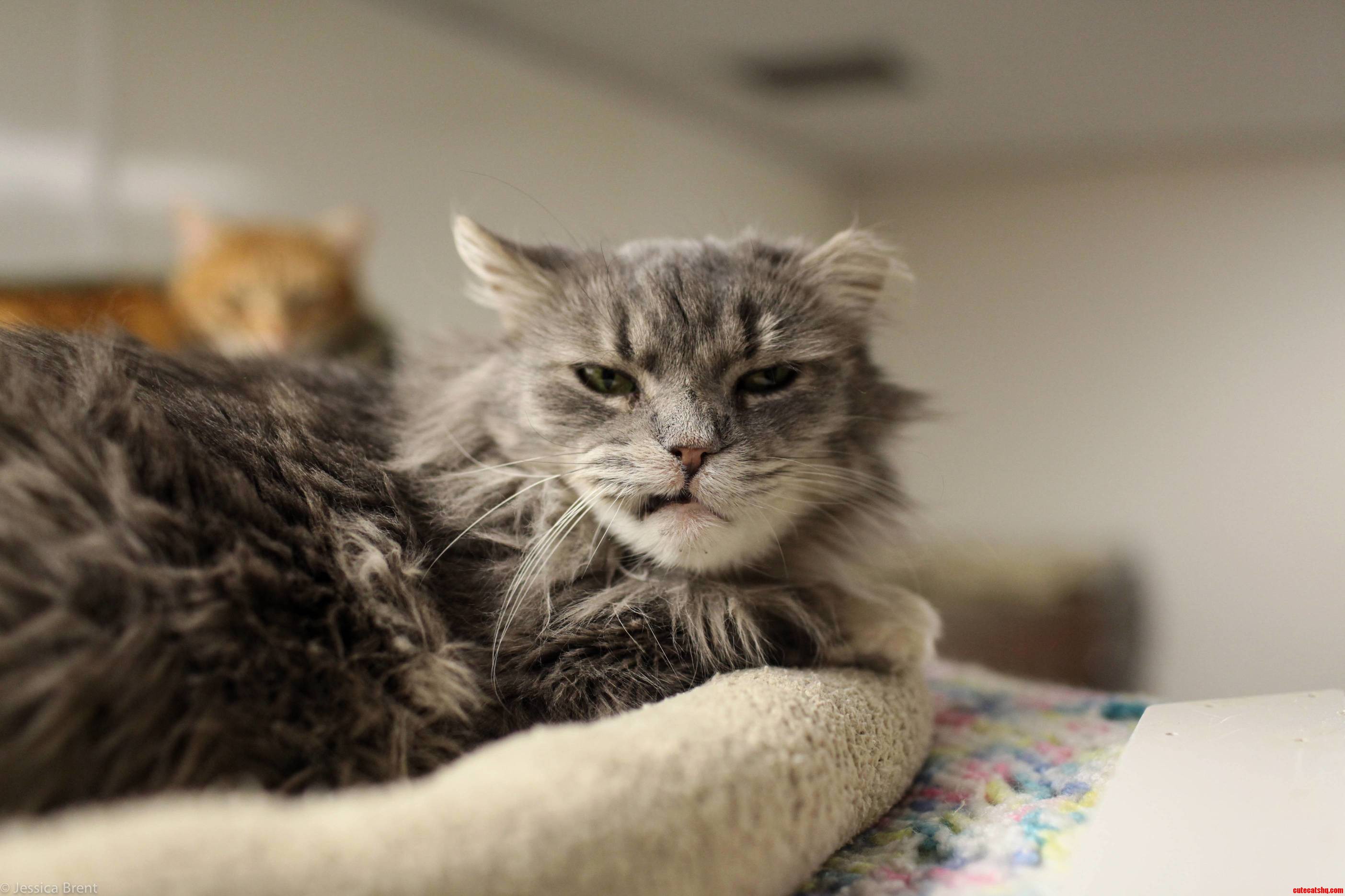 Charming Cypress a Cat Shelter Resident.