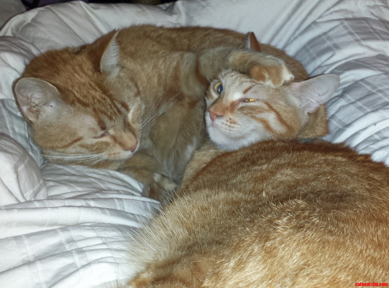 Cheeto Telling Nugget to Chill Man