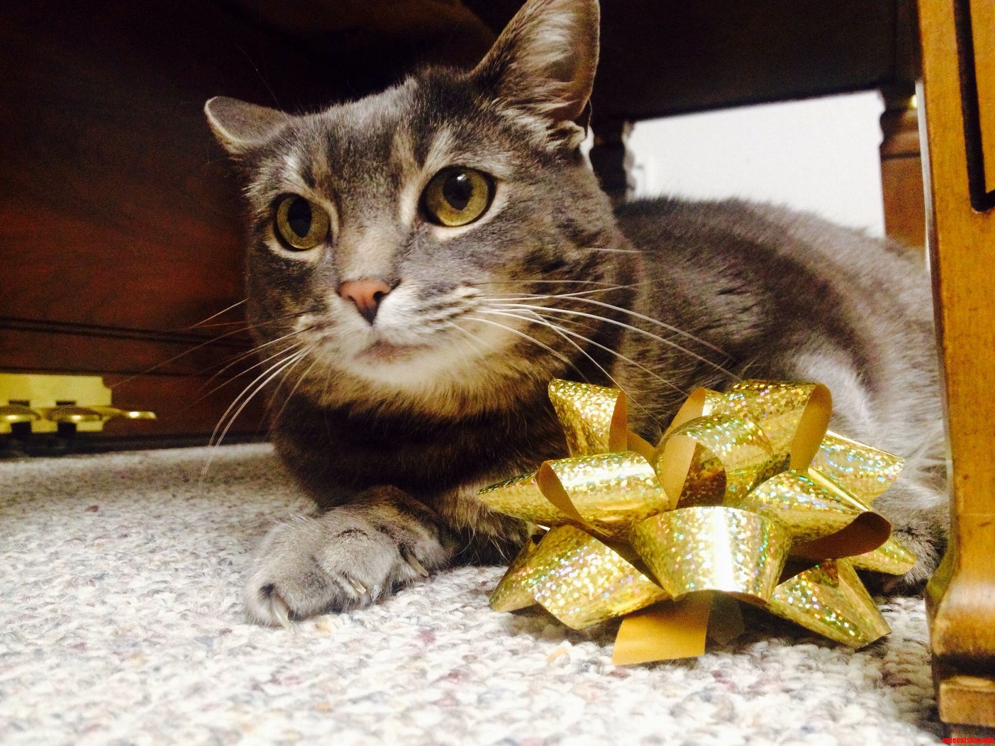 Christmas Bow My Cat