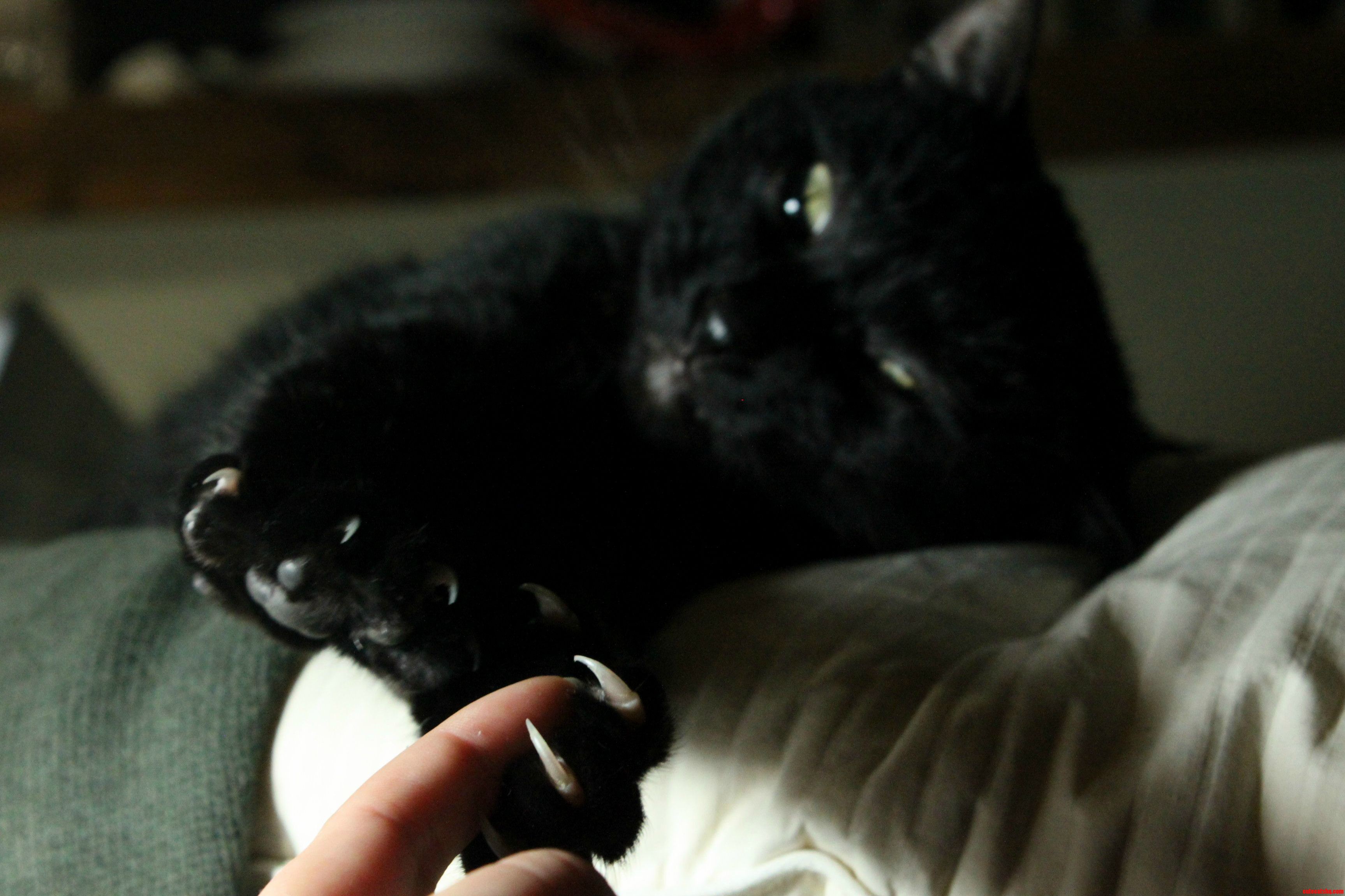 Come Back Petting Machine