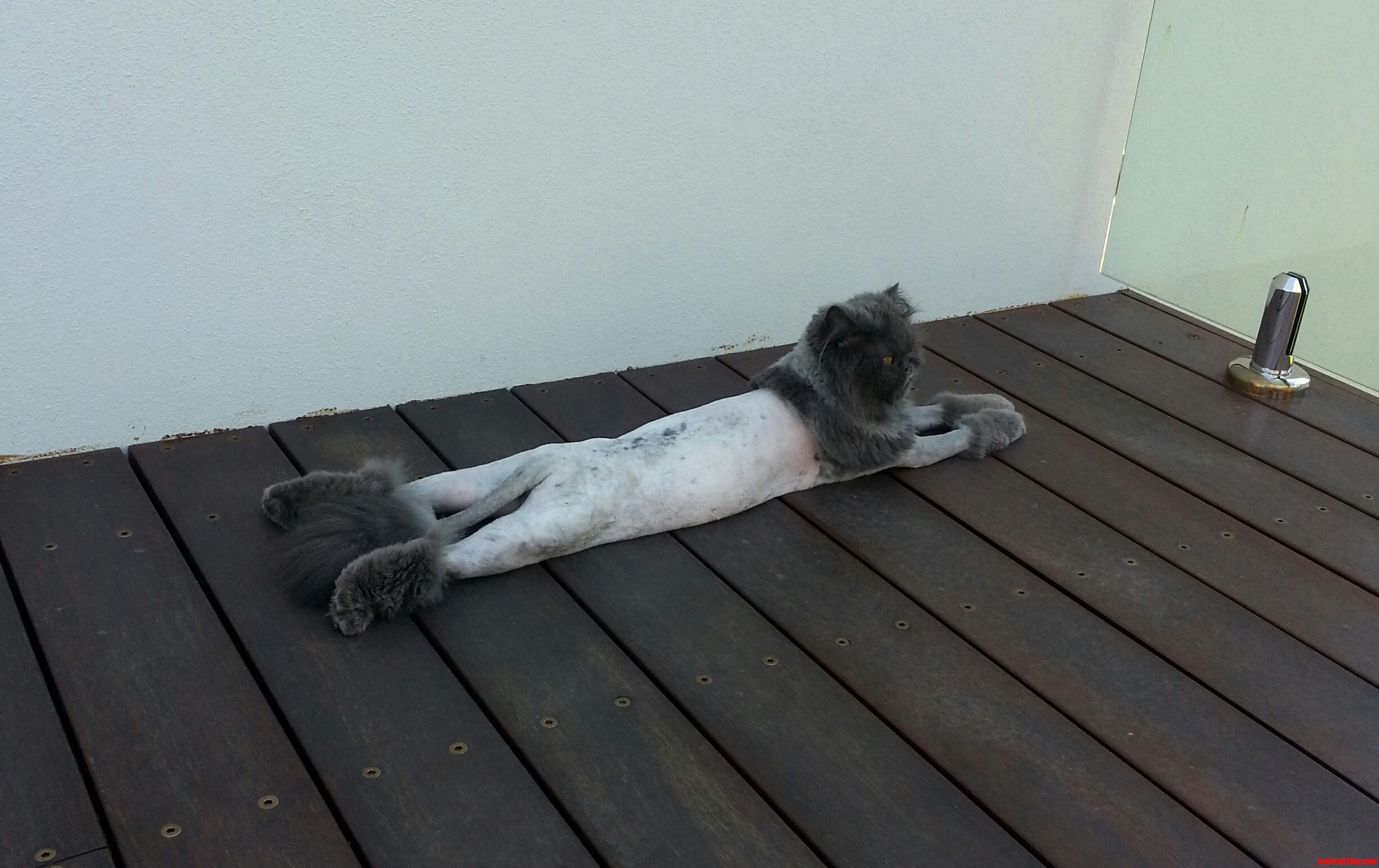 Commander Fluffy Paws Getting Some Sun.