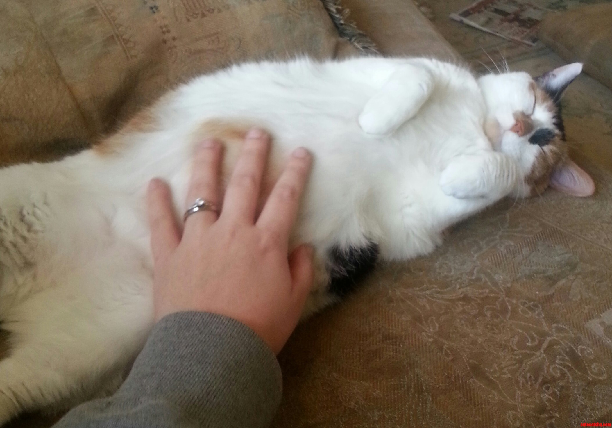 Contentment Lvl 1010