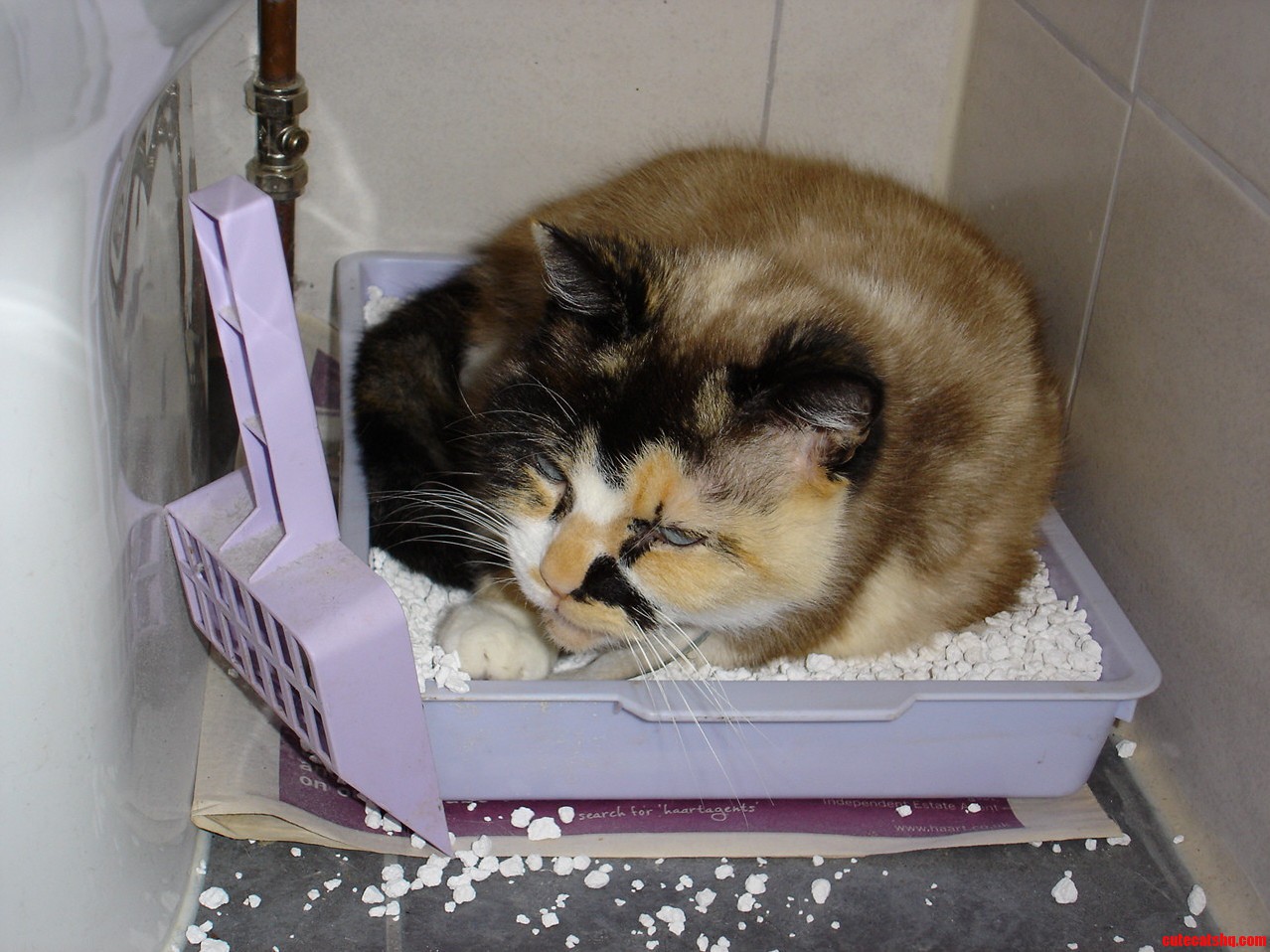 Cookie Has Recently Taken to Napping in Her Litter Tray. I Dont Even...