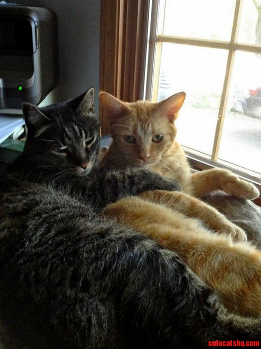 Cuddle Buddies for Life.
