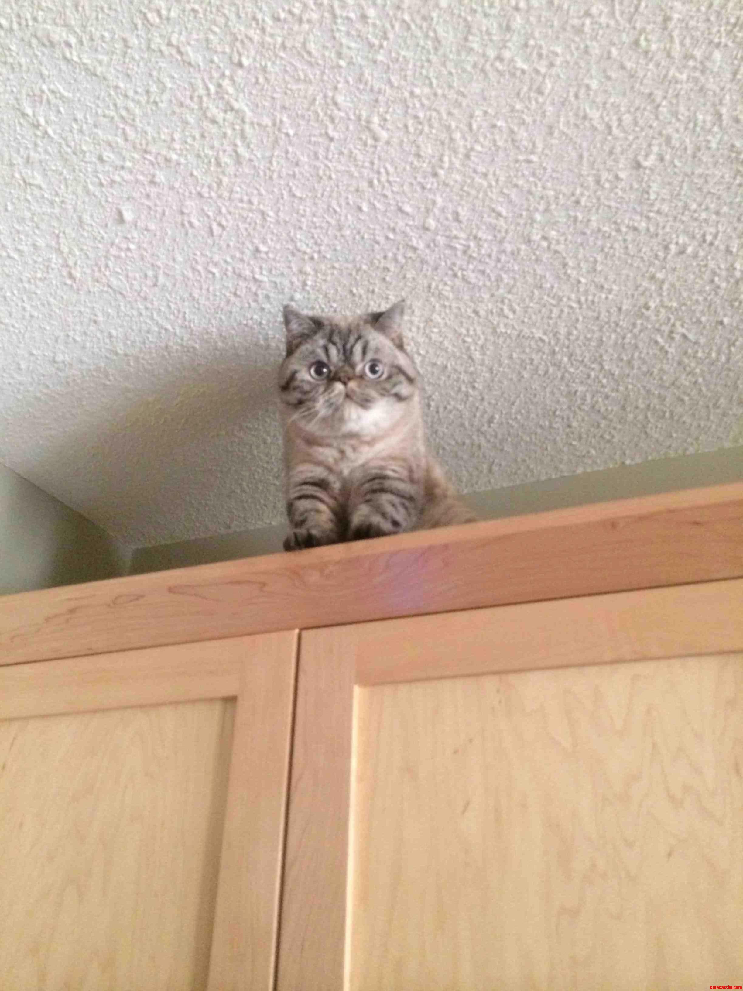 Cuteness from Above