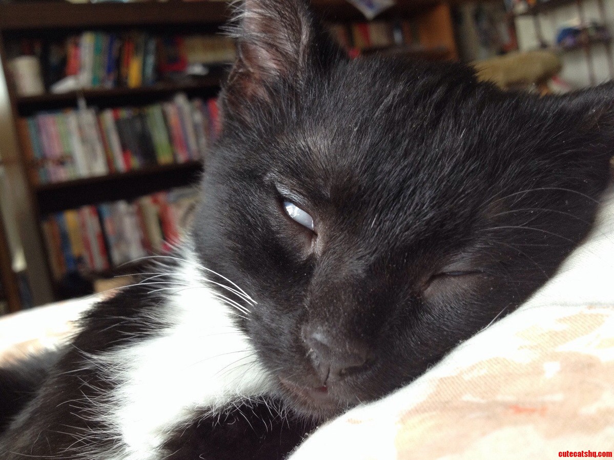 Demon Kitty.