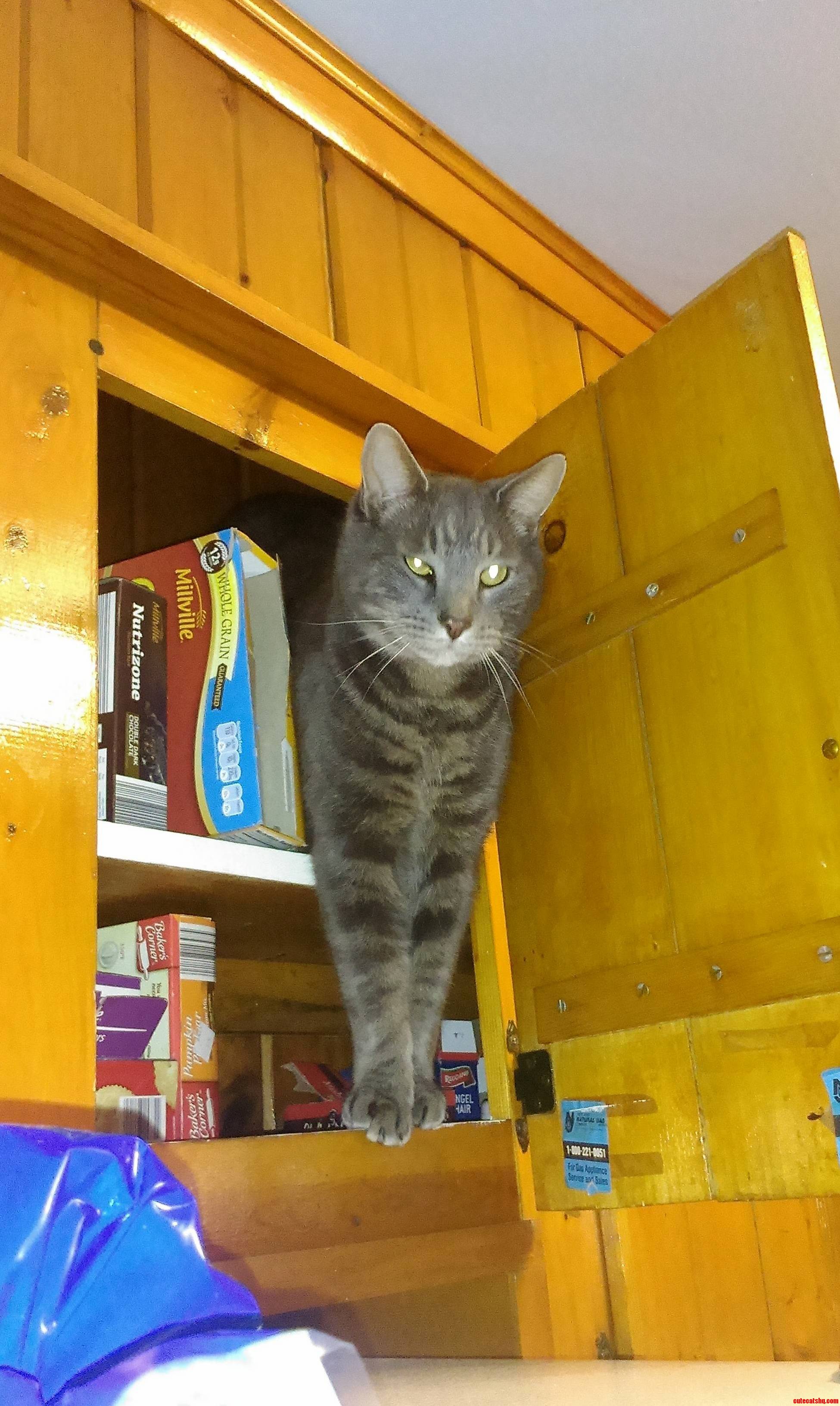 Dexter Decided He Wanted to Check Out What Snacks We Had.