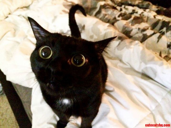 Did Someone Say Treat from Raww
