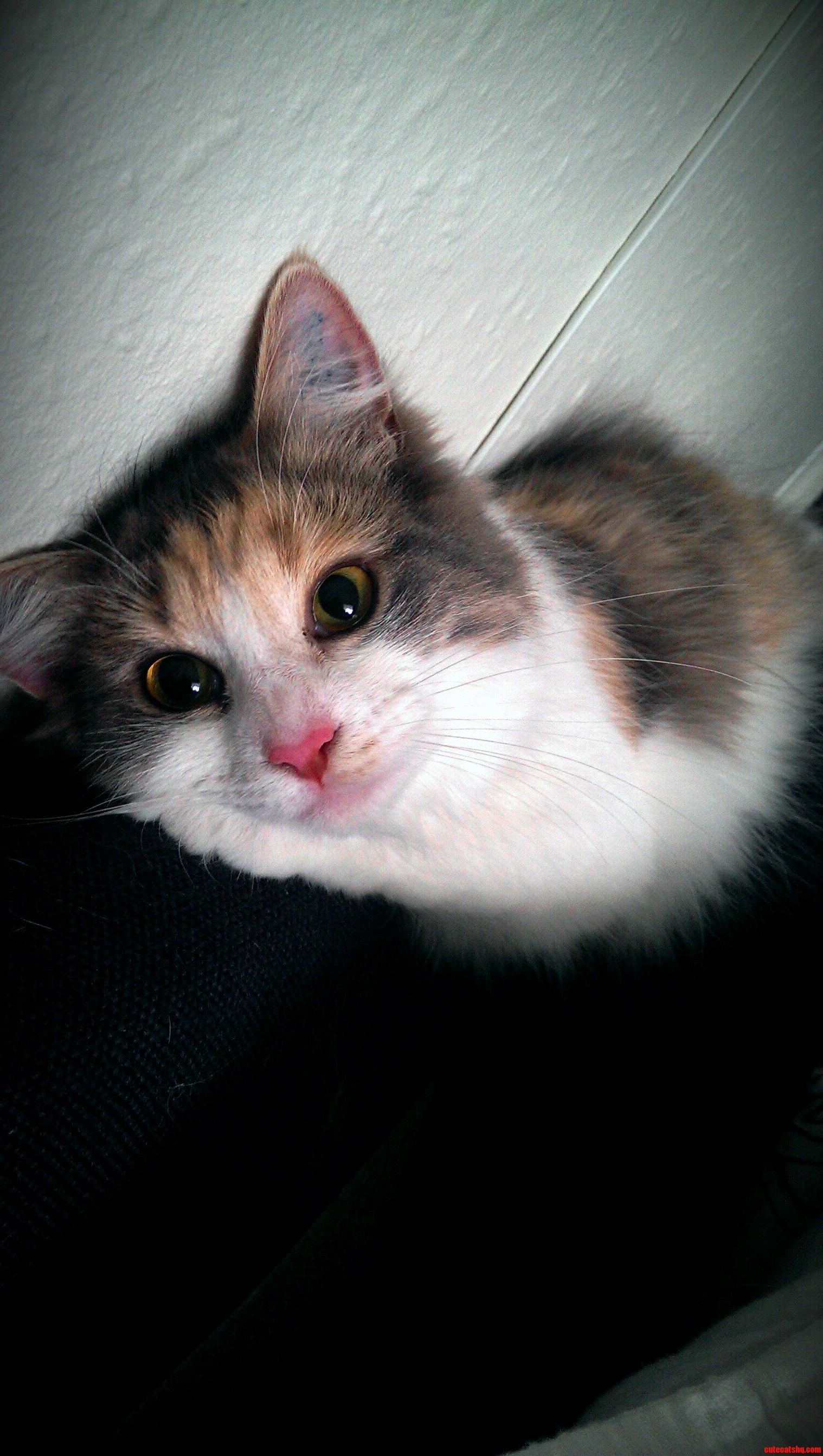 Dont Be Fooled by the Face Shes a Little Devil