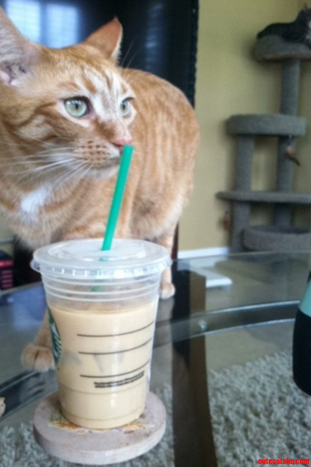 Errybody Loves Starbucks