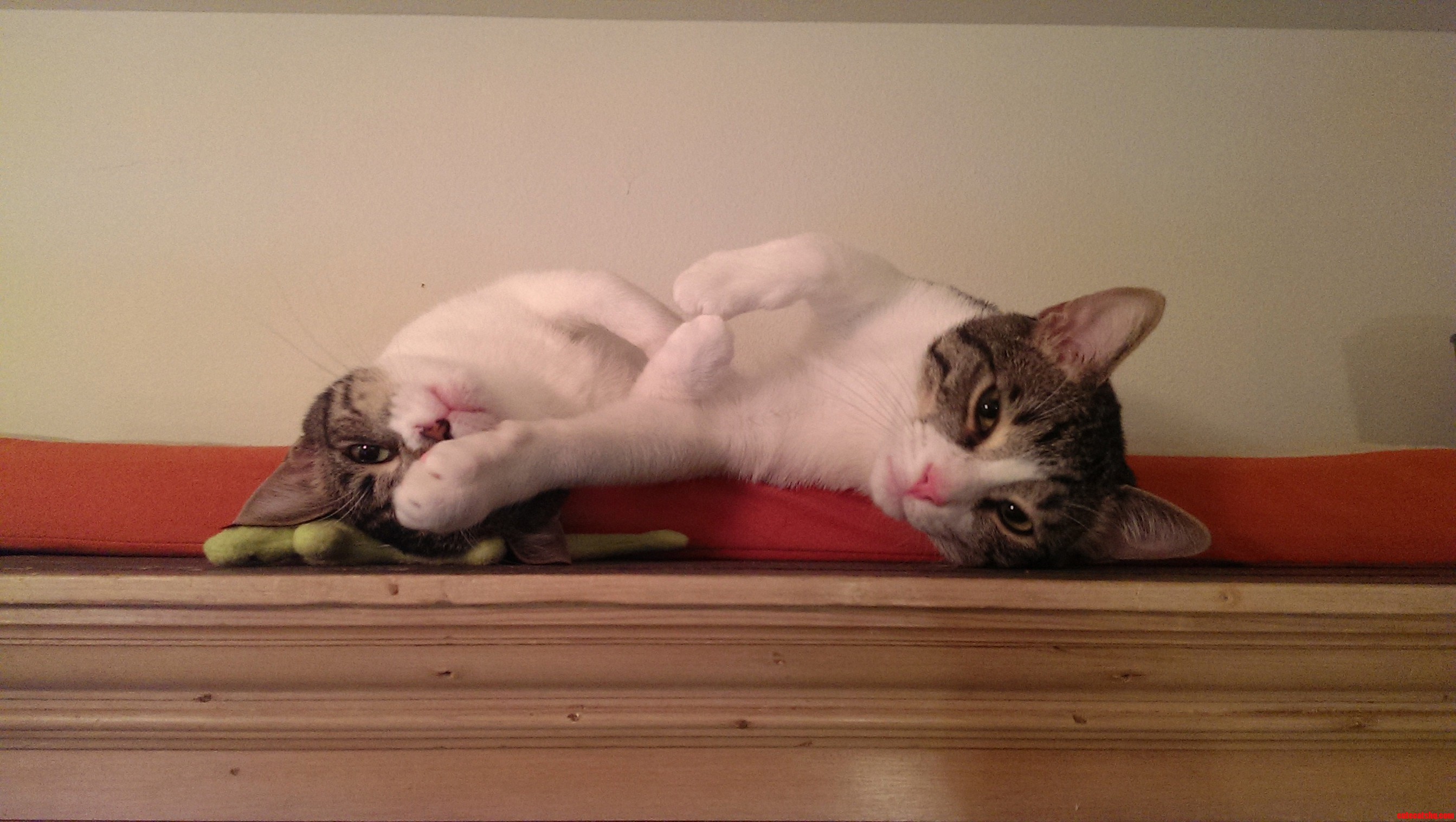 Every Day They Nap in a New and Cuter Way