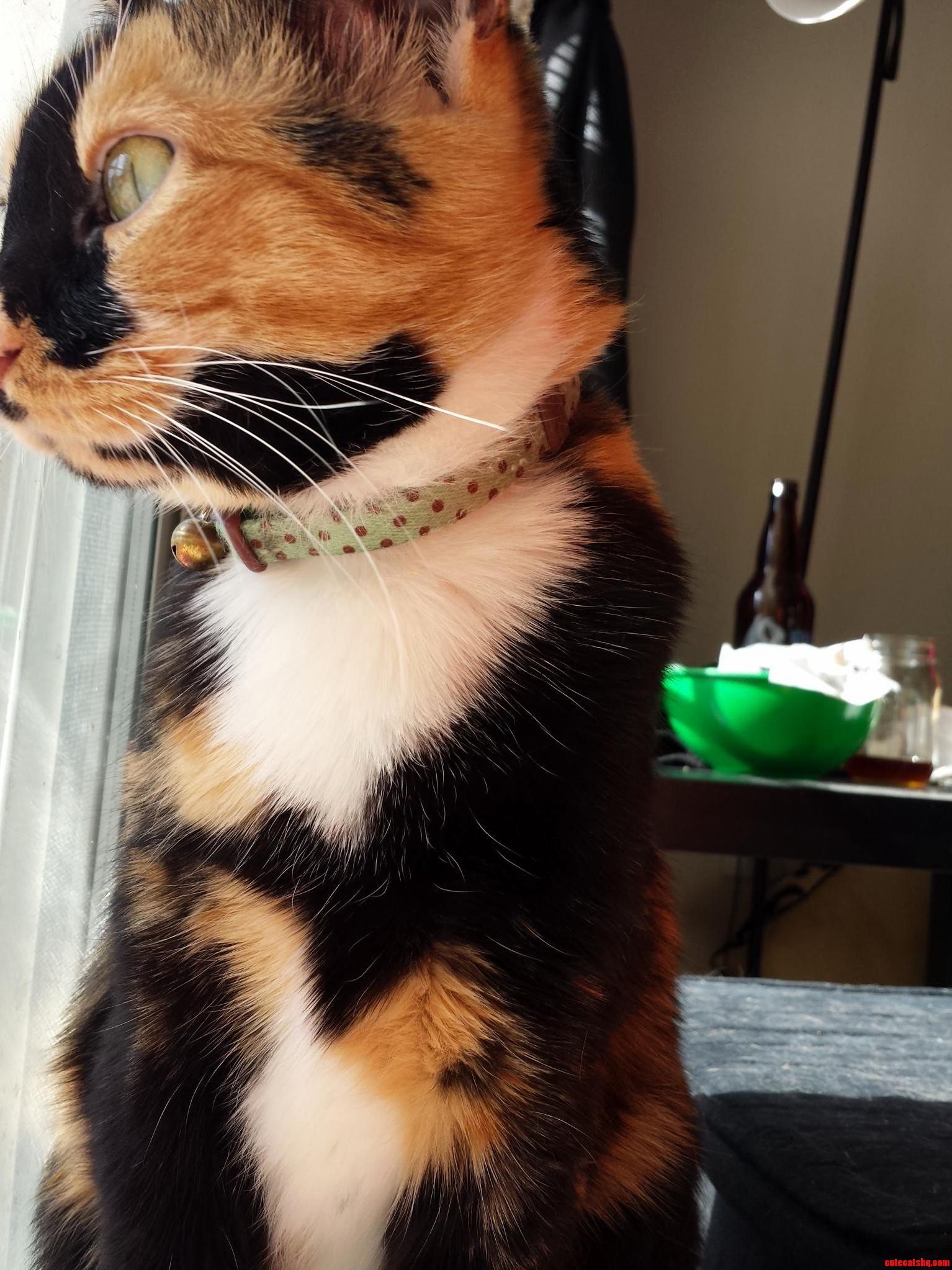 Everyone Meet My Oldest Ginger.
