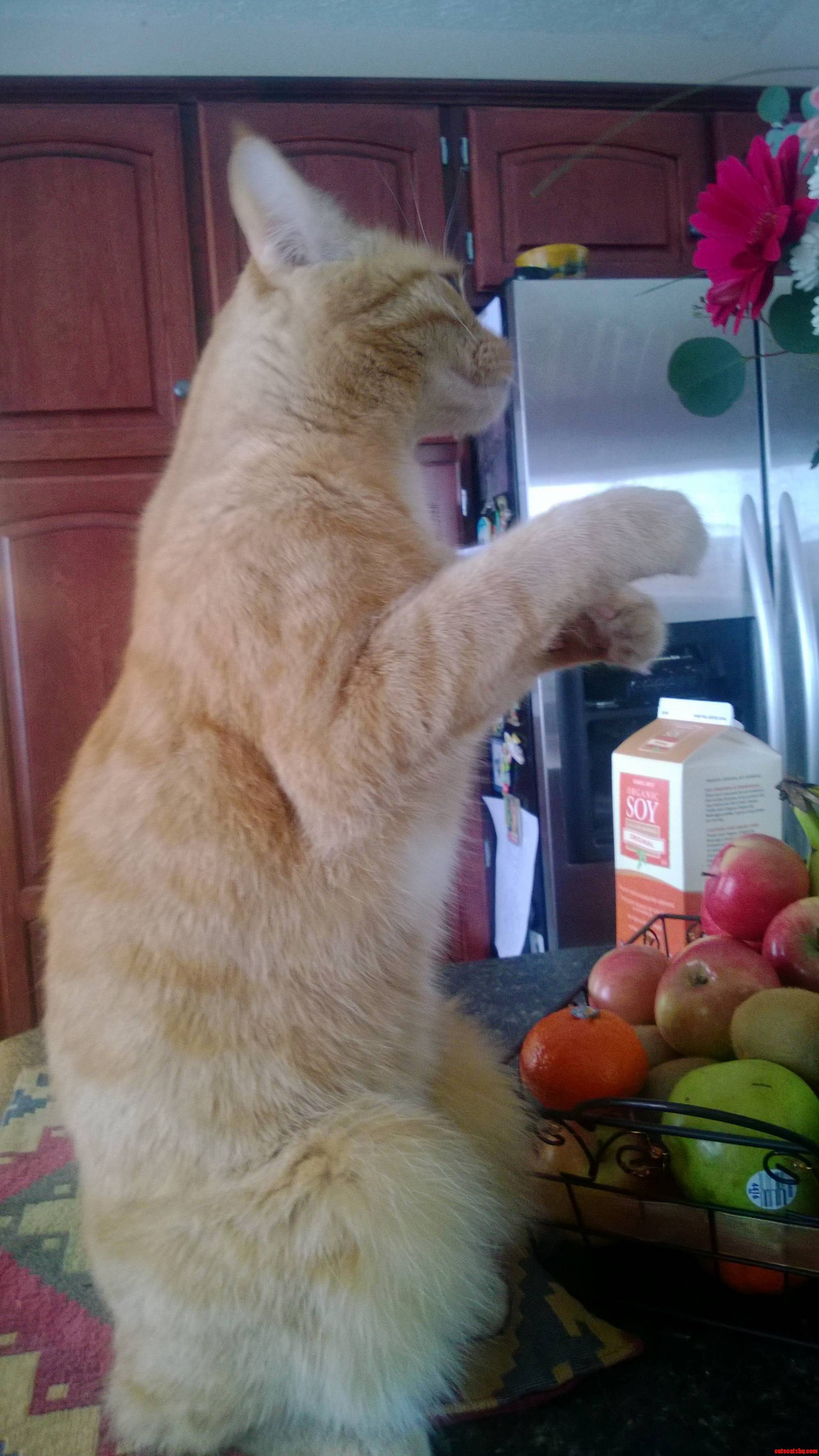 Everyone Run Its Catzilla