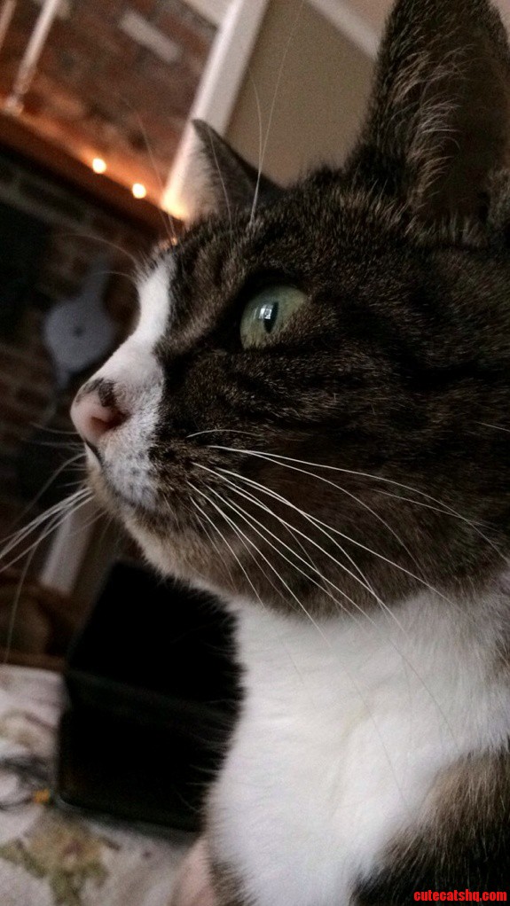 Extremely Photogenic House Cat