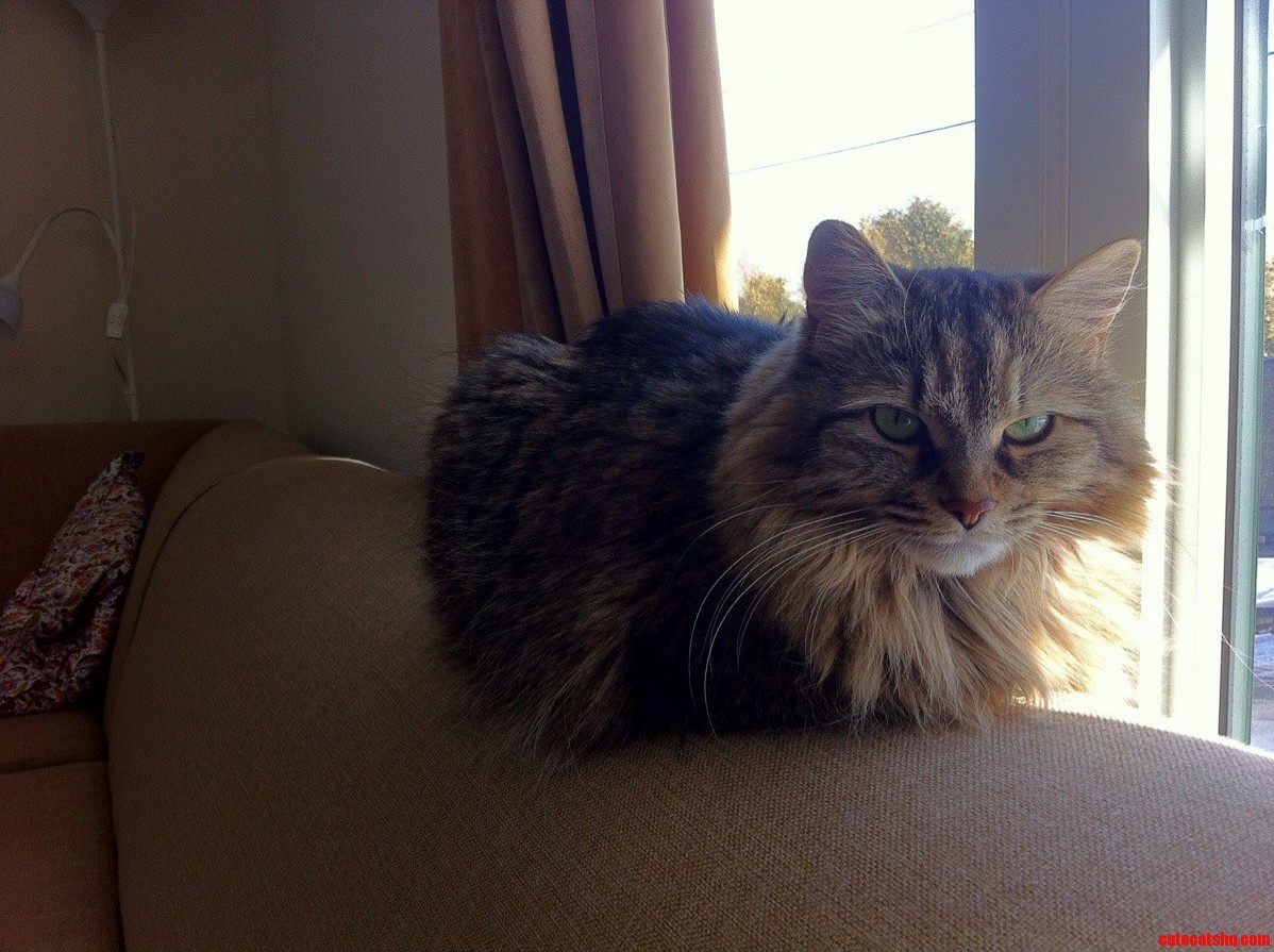 Favourite Spot Beside the Window.