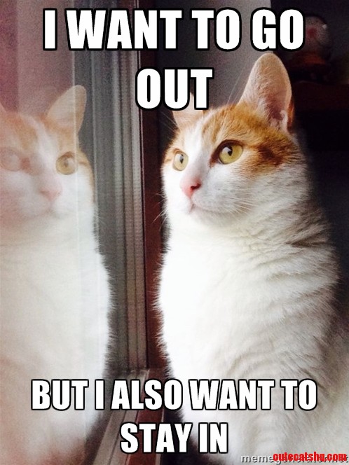 First World Cat Problems