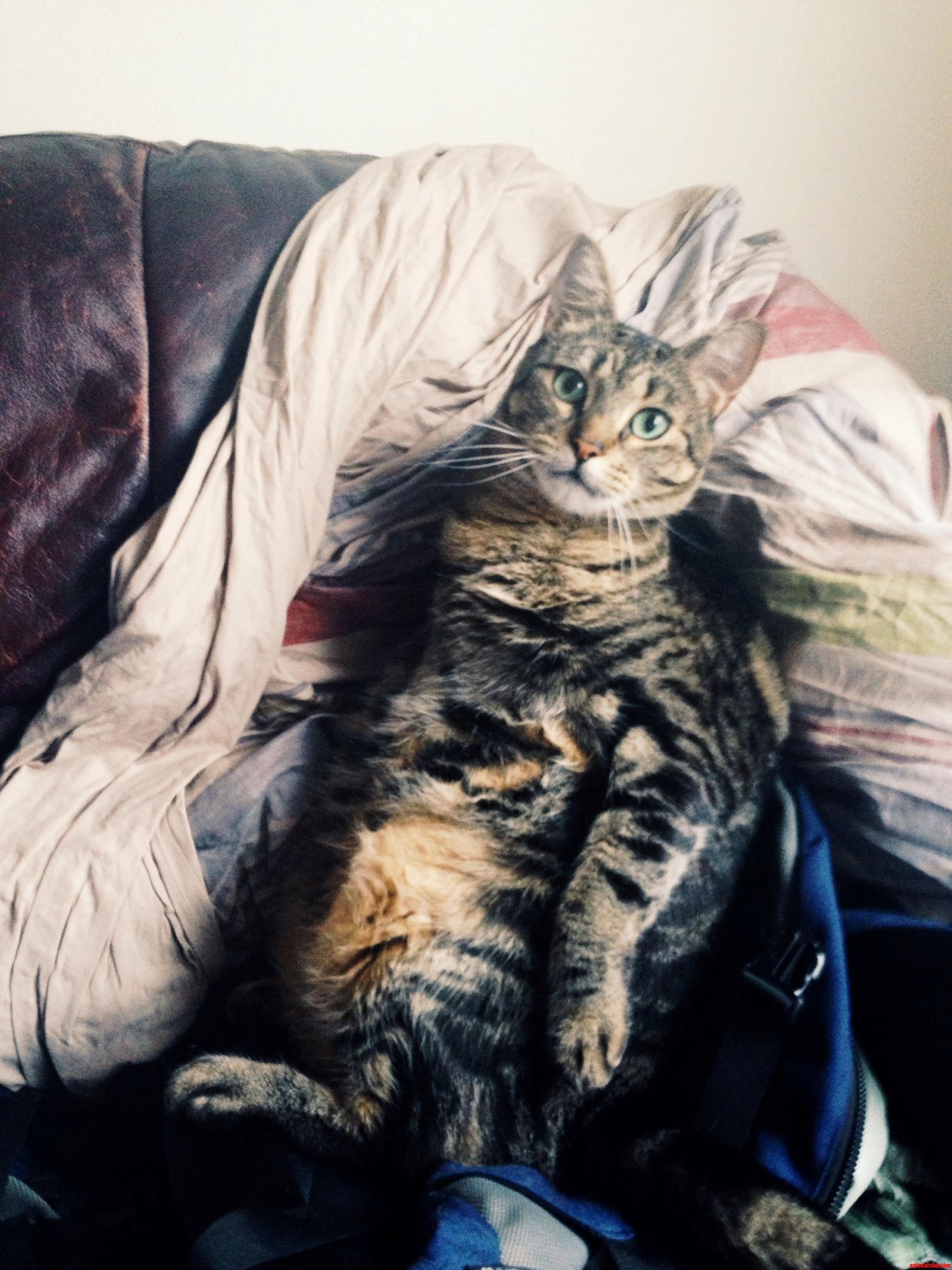 Found Pedro Sitting Like a Dude