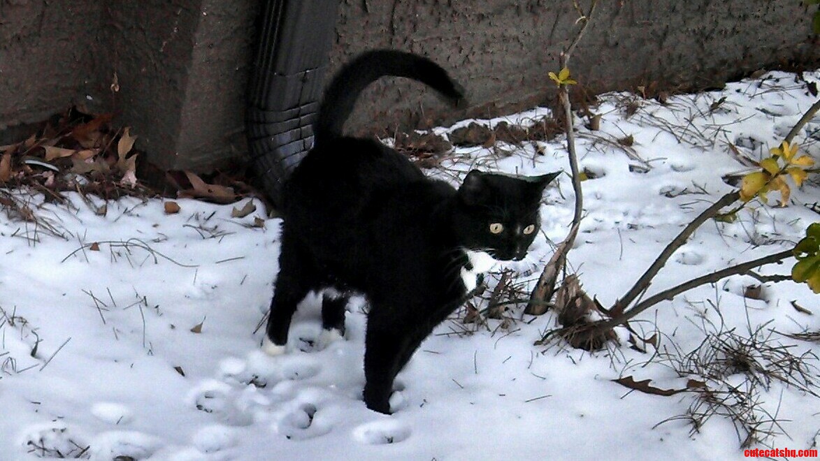 Fujis First Time Seeing Snow. She Held This Look and Pose for Too Long....i Thought She Froze