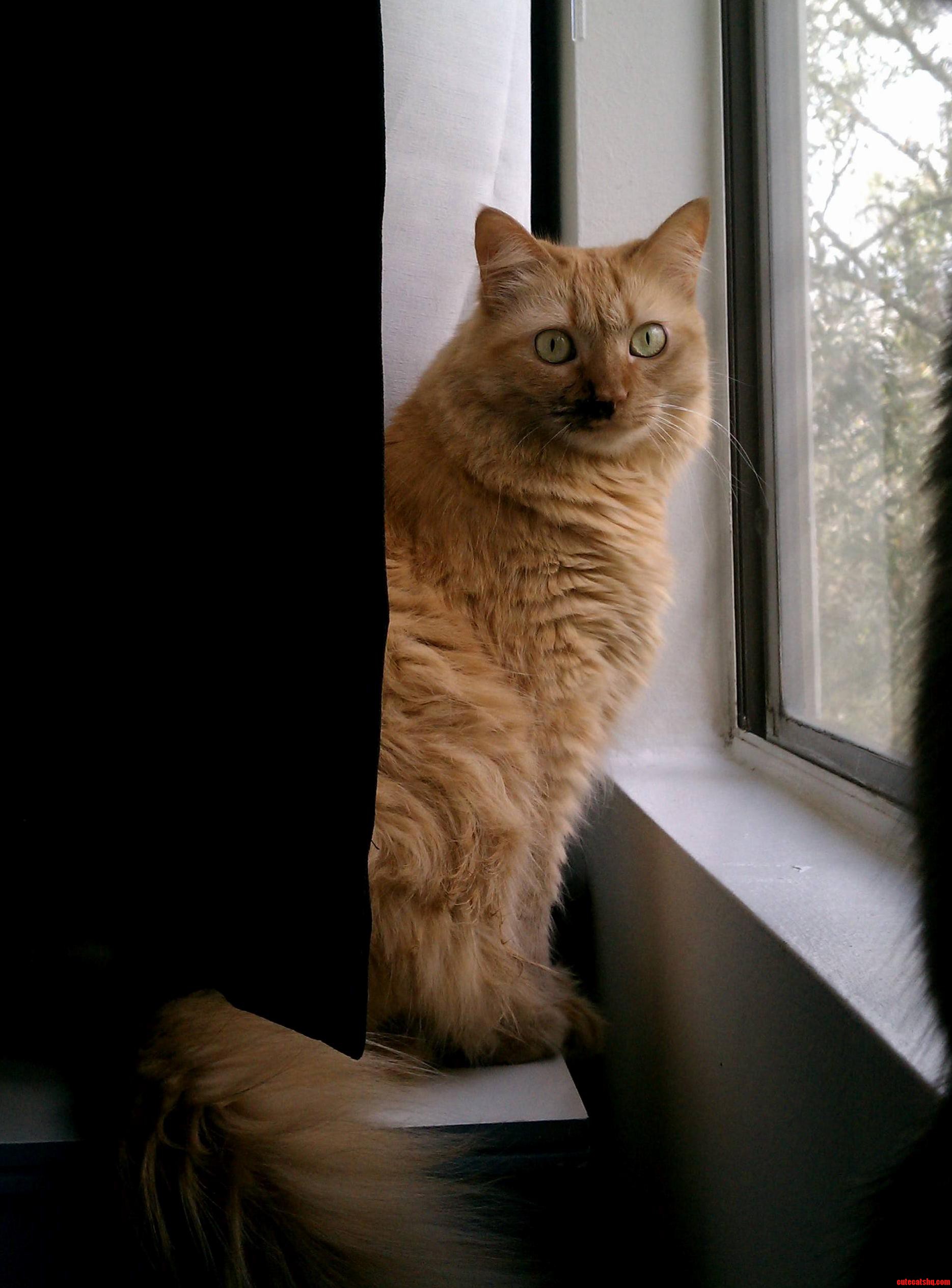 Genna the Magnificent