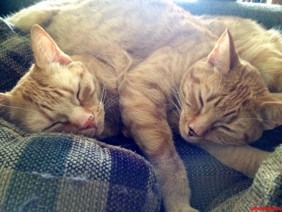 Ginger Sisters Sleeping Together