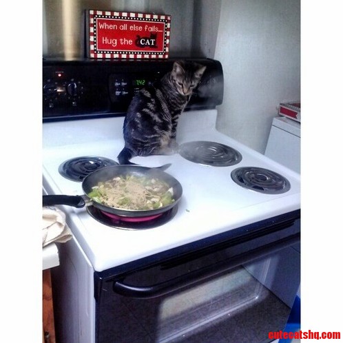 Gordon Catsey Approves of My Stir Fry