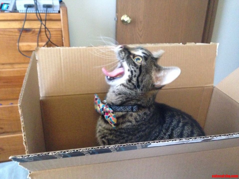 Got a Package Today and Lunchbox Lost Her Mind X-post Raww