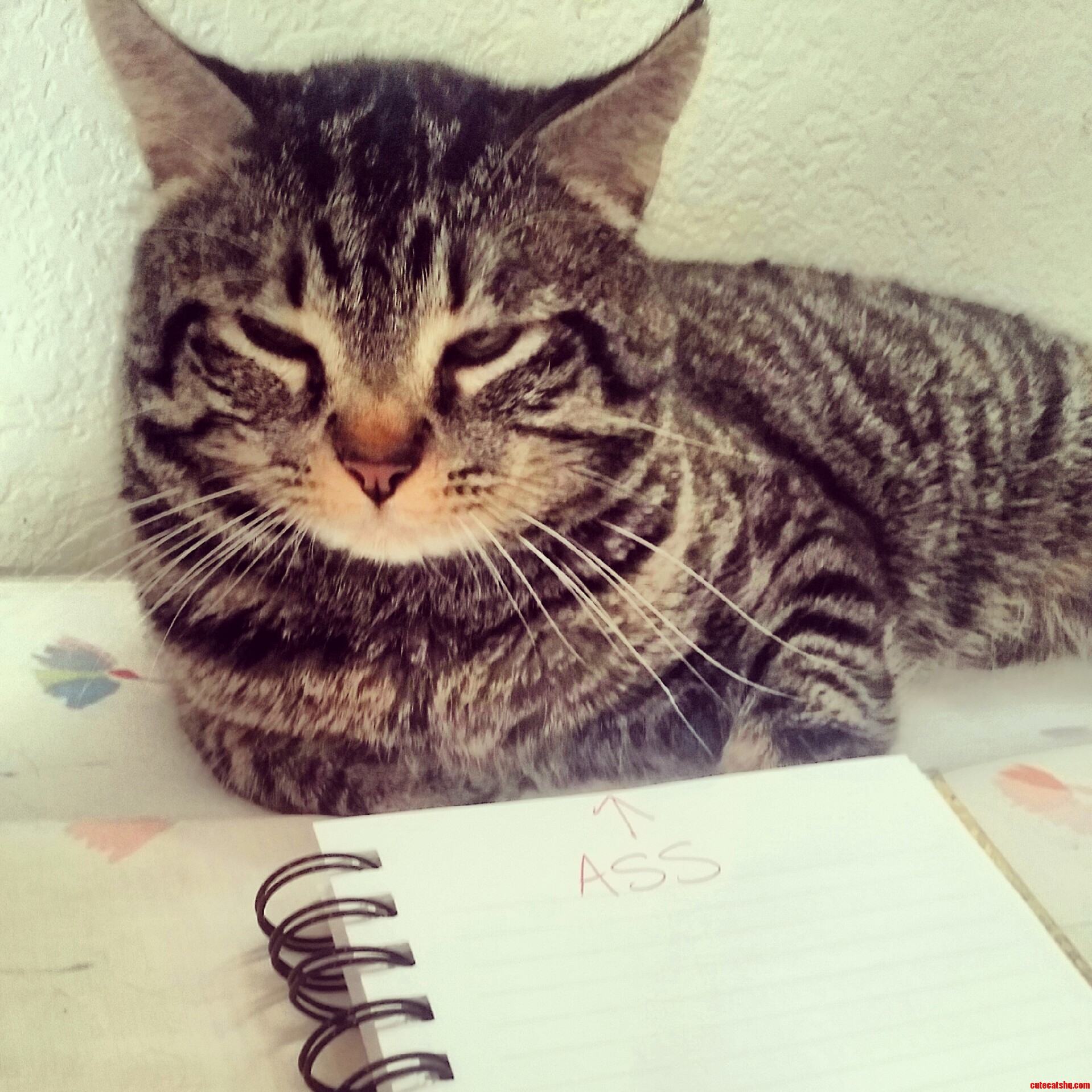 Grumpy.