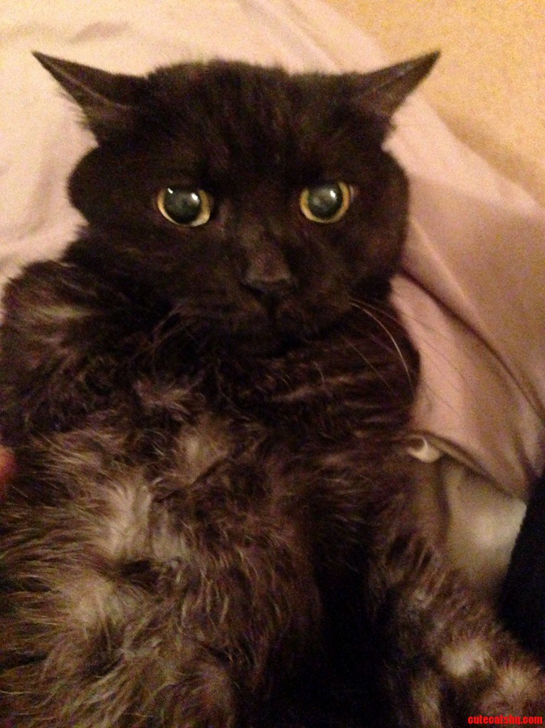 Happy 18th Birthday to My Bear Now He Can Vote...or Sleep More
