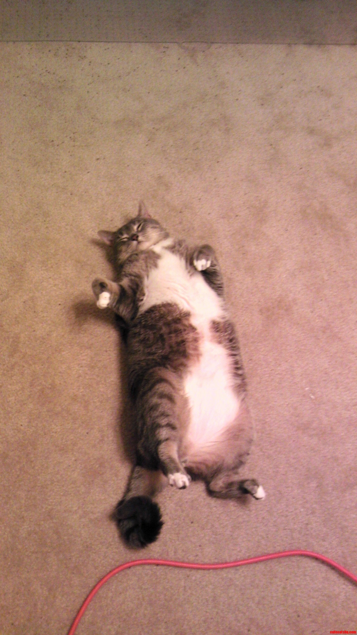 He Falls Asleep Like This Often.