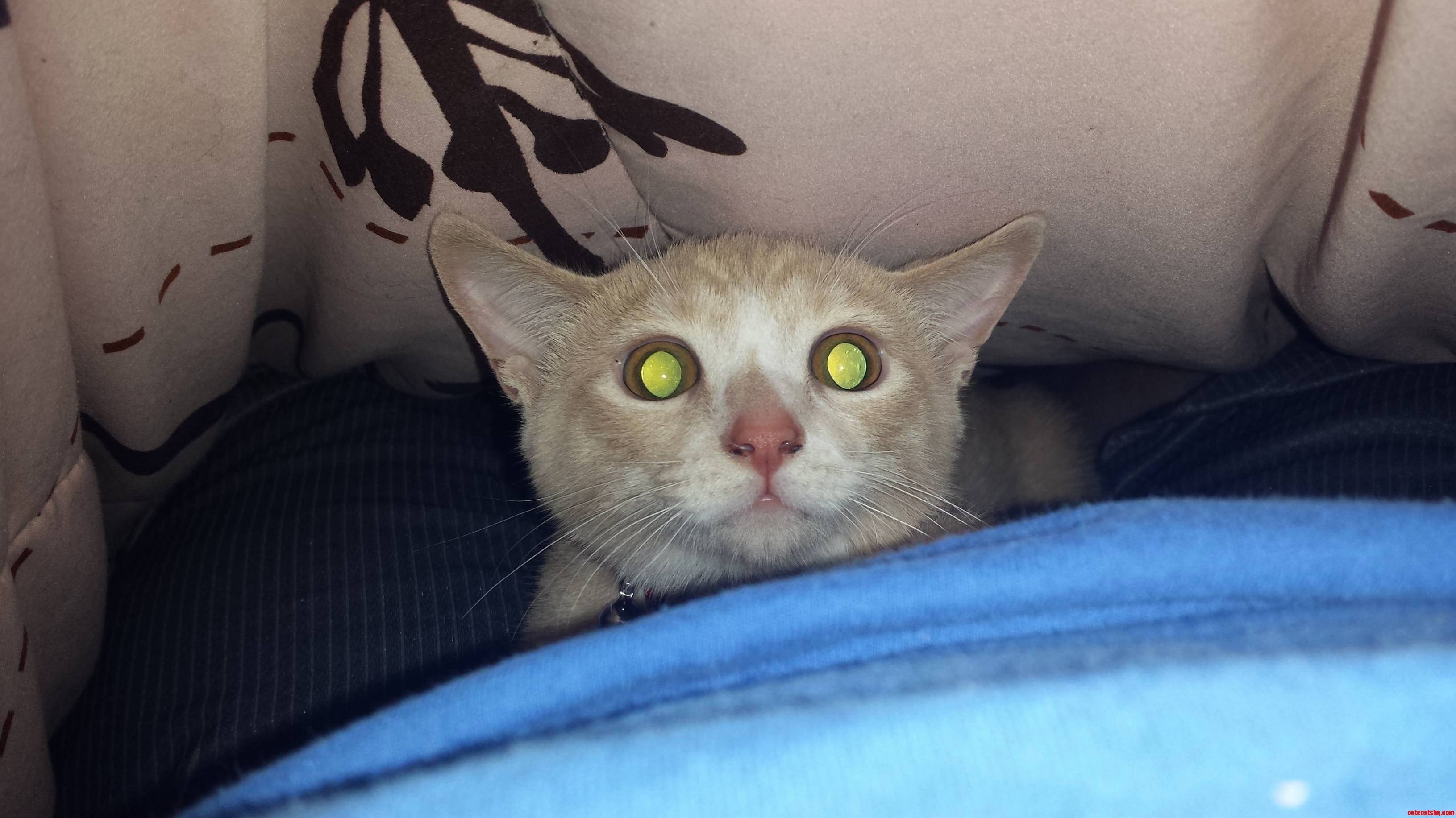 He Has the Crazy Eyes...