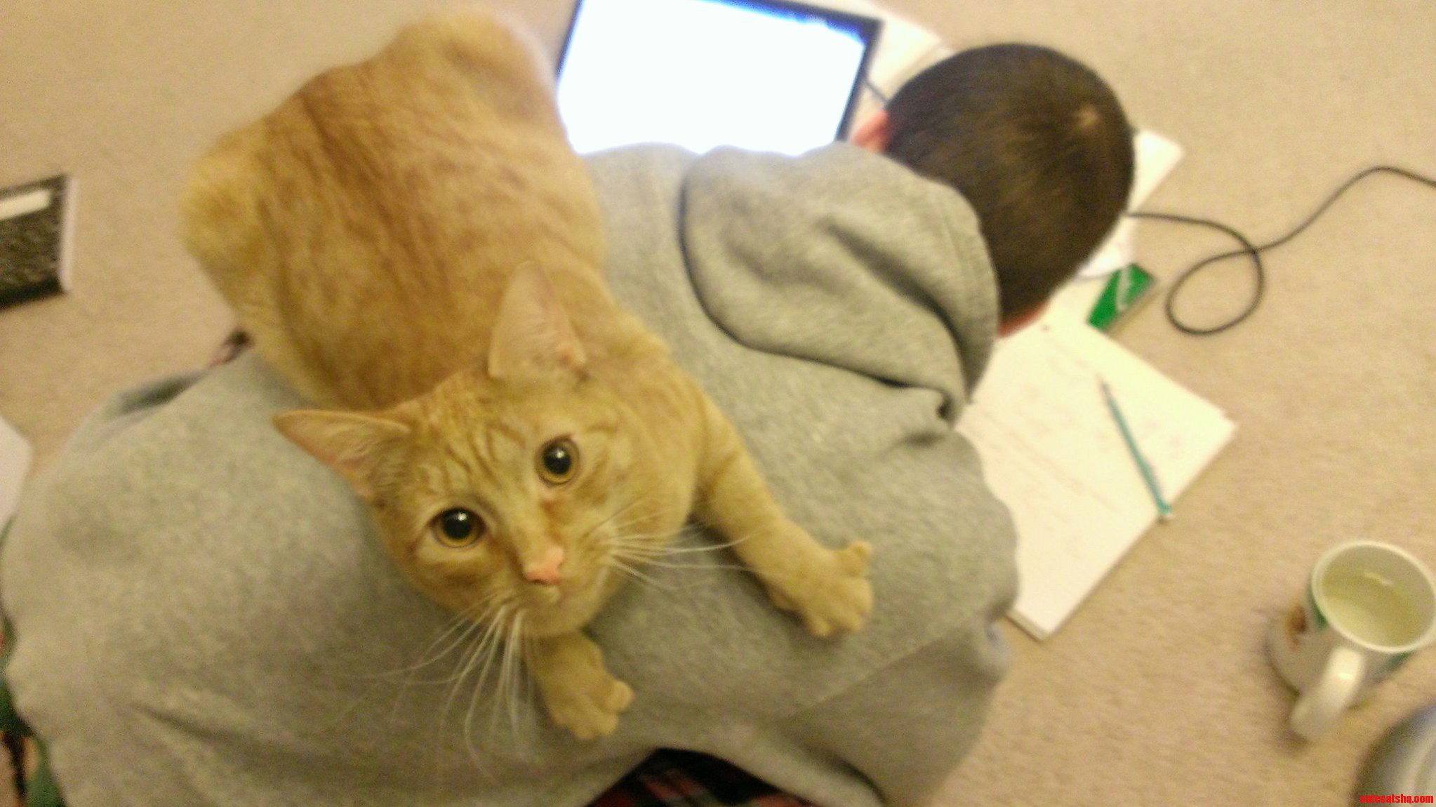 He Likes to Help with Homework.