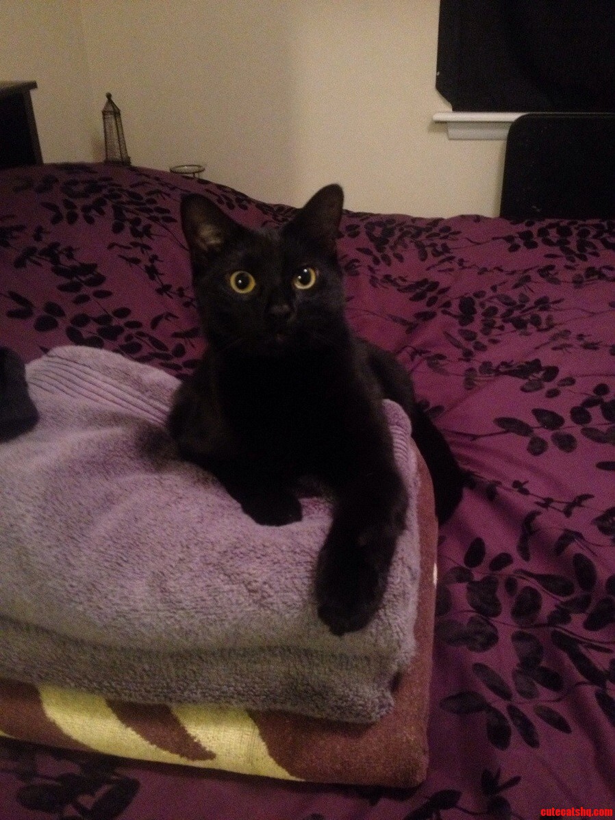 He Likes to Help with Laundry.