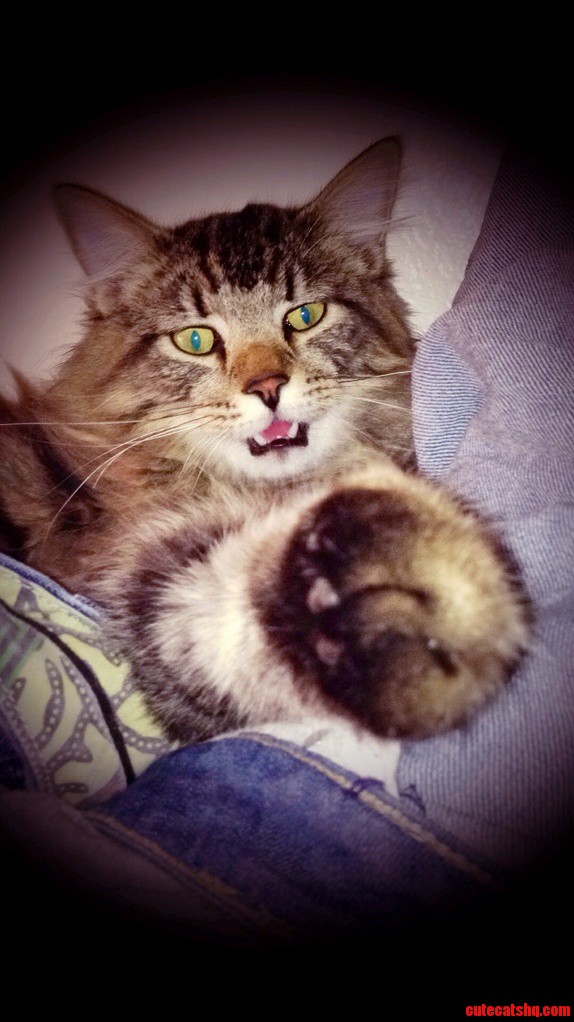 He Was About to Yawn but All I Got Was This Cute Face