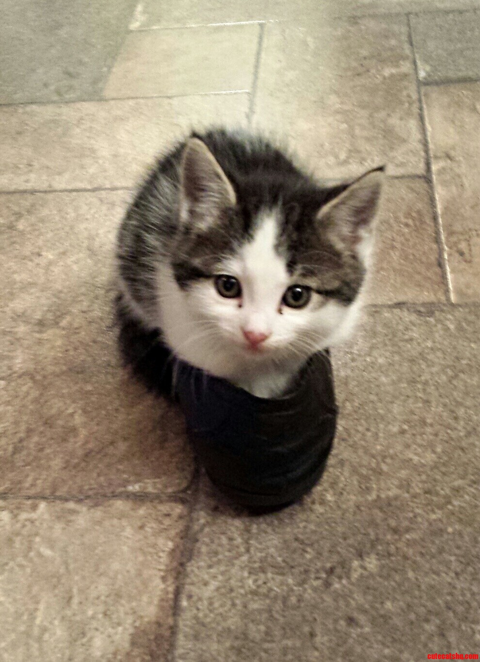 Heard You Guys Liked Cats