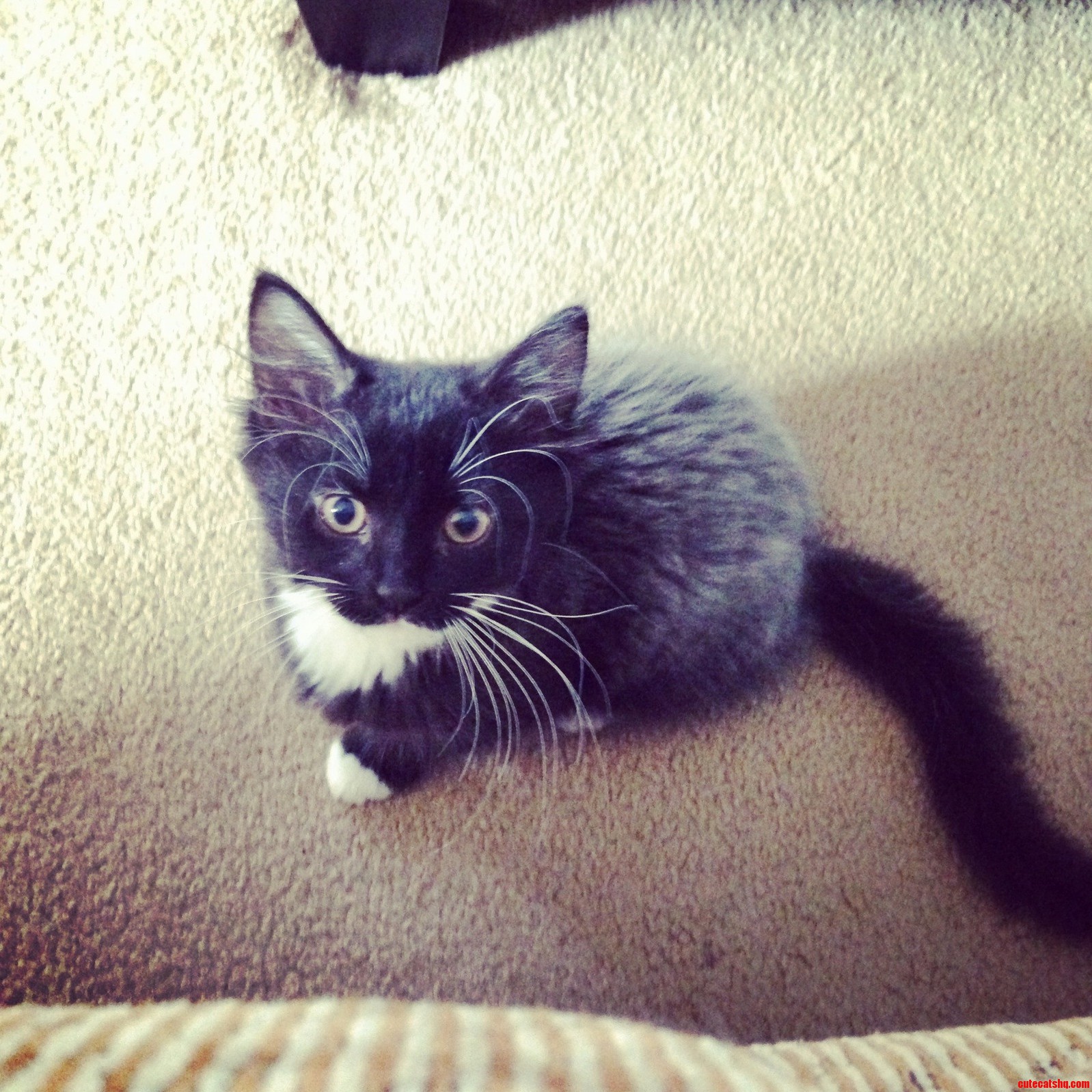Heres My Sophisticated Little Winston