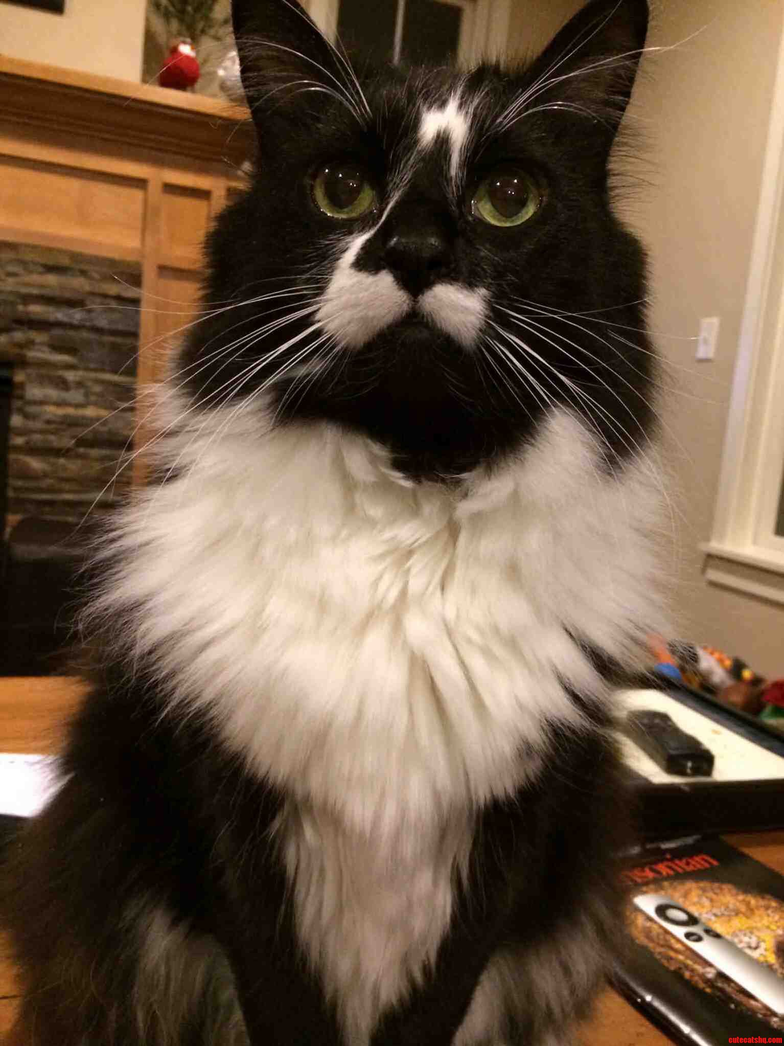 Hes So Regal