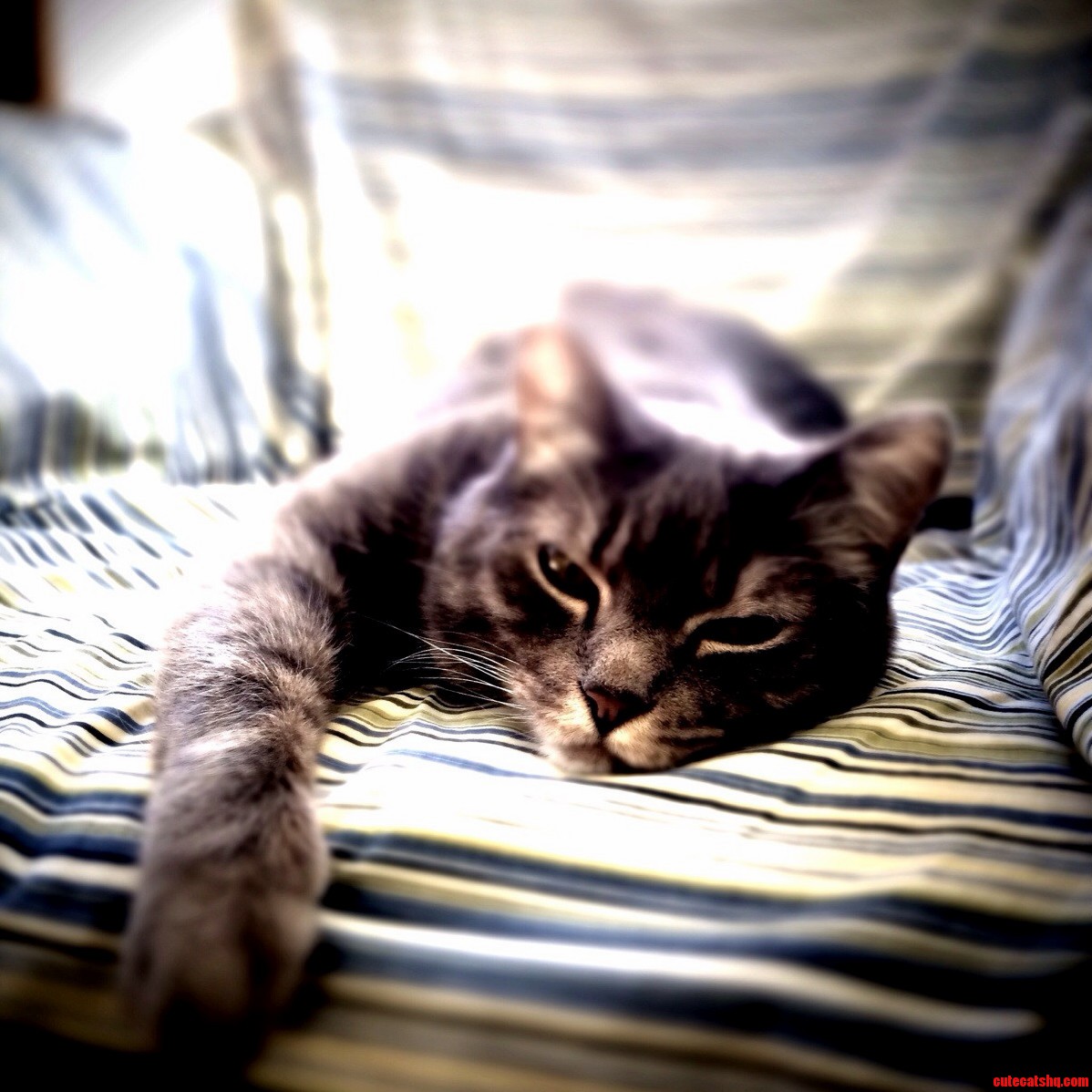 His Mind Is Engaged in a Rapt Contemplation..