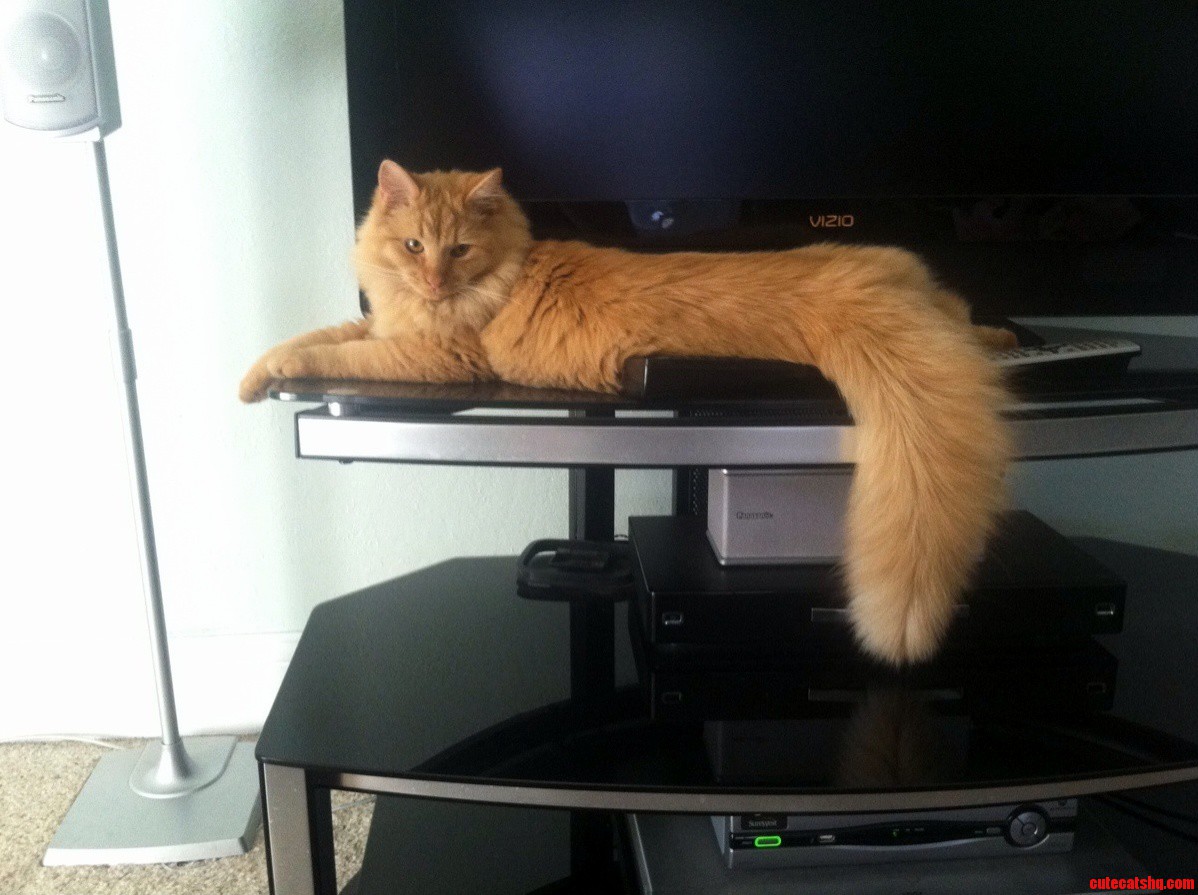 His Name Is Simba. He Meows When Hes Lonely