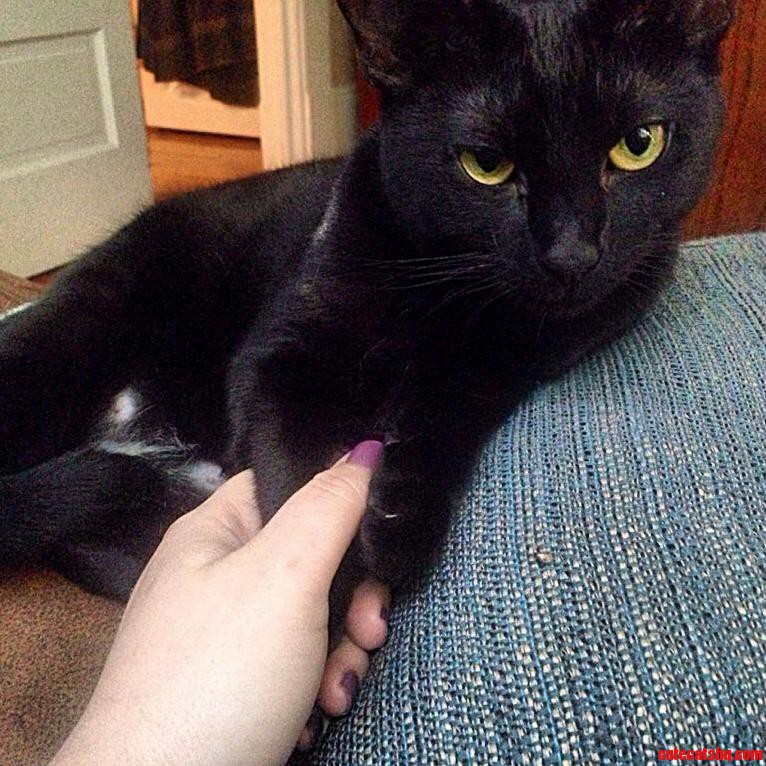 How My Cat Feels About Pda...