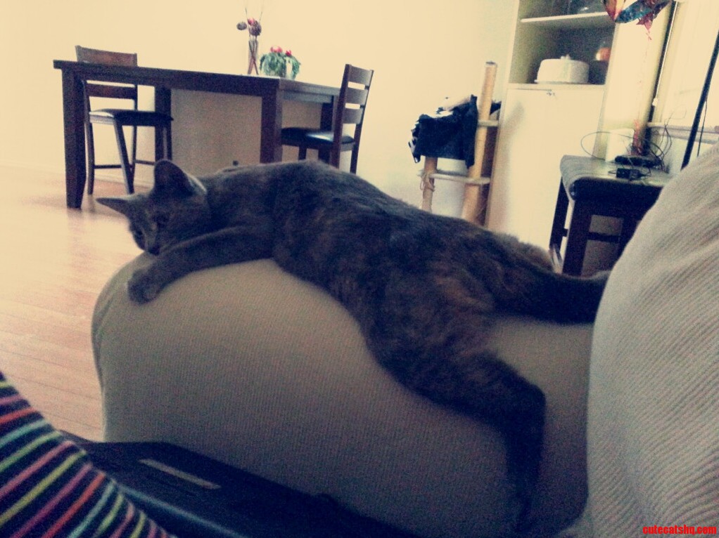 How My Cat Sits on the Couch.