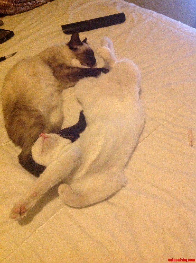 How My Cats Sleep.