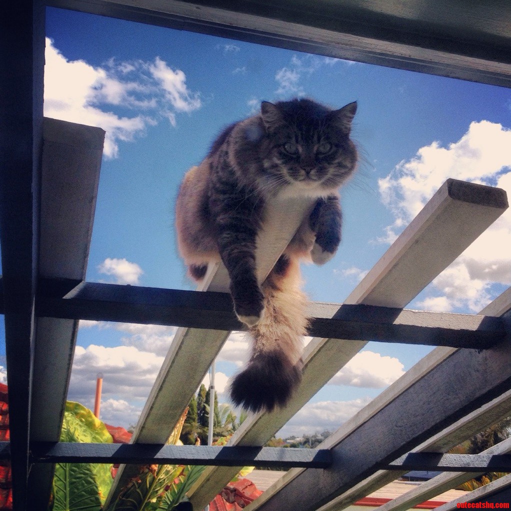 How My Girlfriends Cat Lets You Know Its Hungry