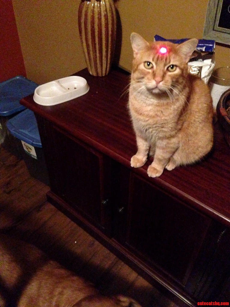How to Piss Off Your Cat.