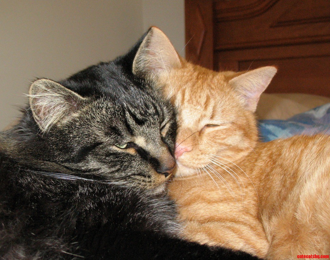 I Am a Guy Who Likes Cats.