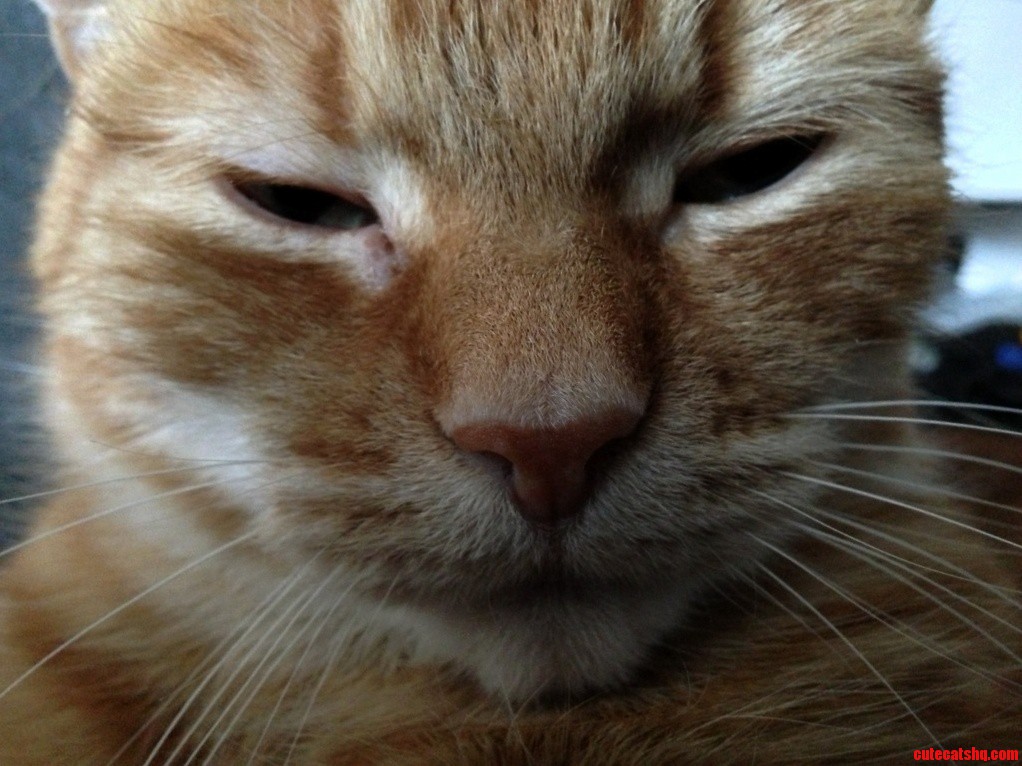 I Am Cat. You Are Not. Deal with It