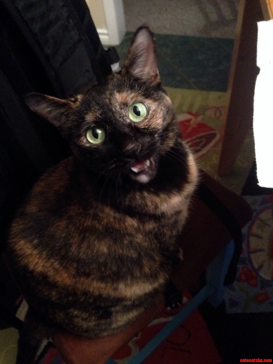 I Asked My Cat to Smile C