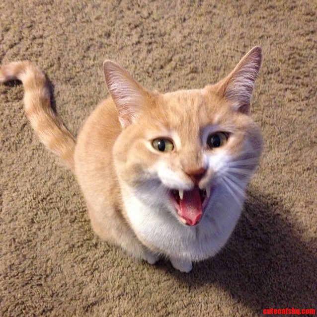 I Love Catching a Photo of My Cat Mid-yawn. Oh Zim