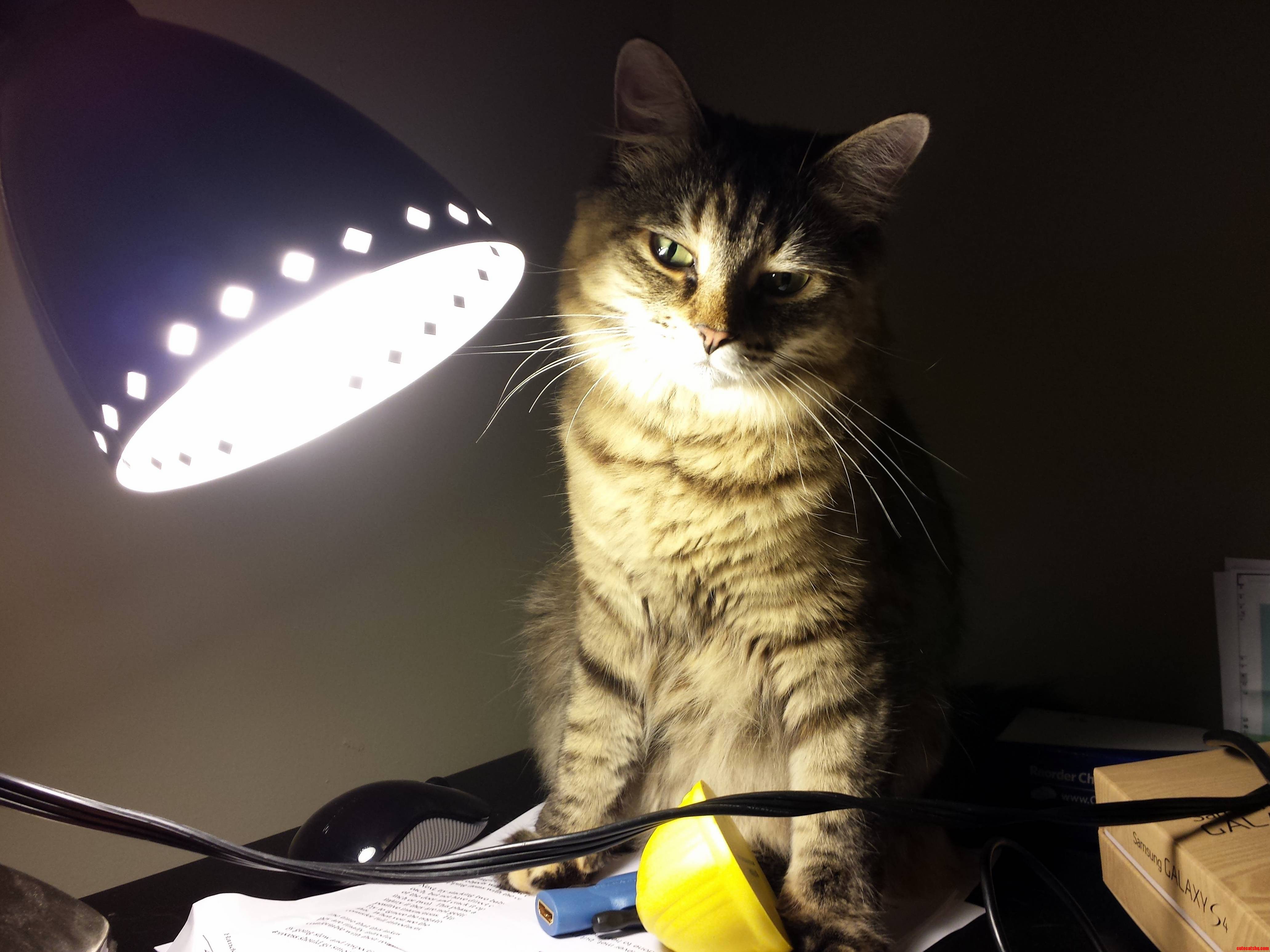 I Love Lamp.